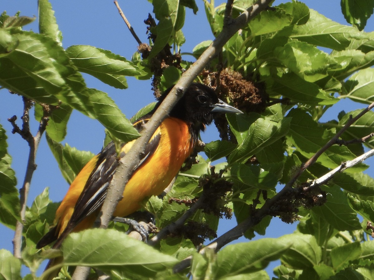 Baltimore Oriole - ML620282937