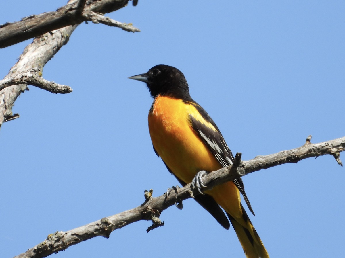 Baltimore Oriole - ML620282938