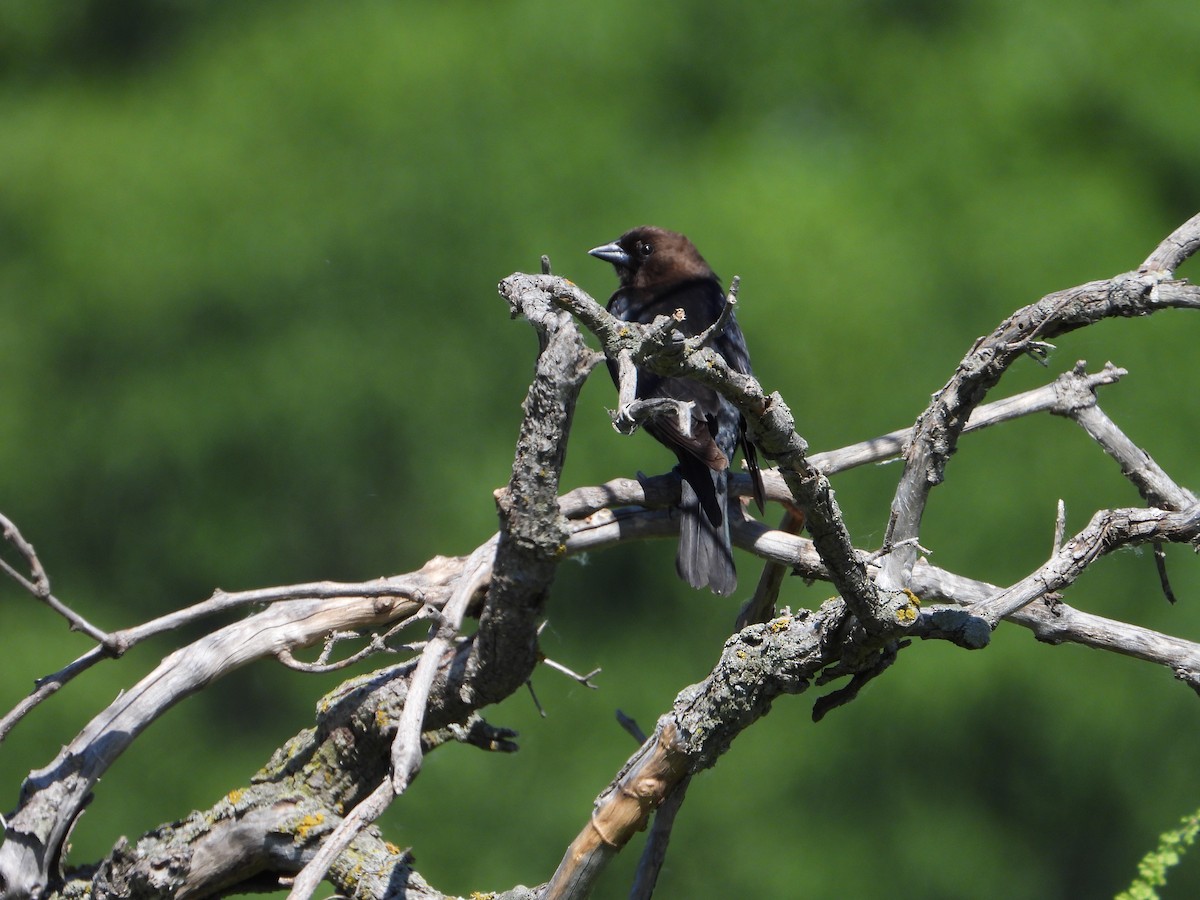 Brown-headed Cowbird - ML620282945