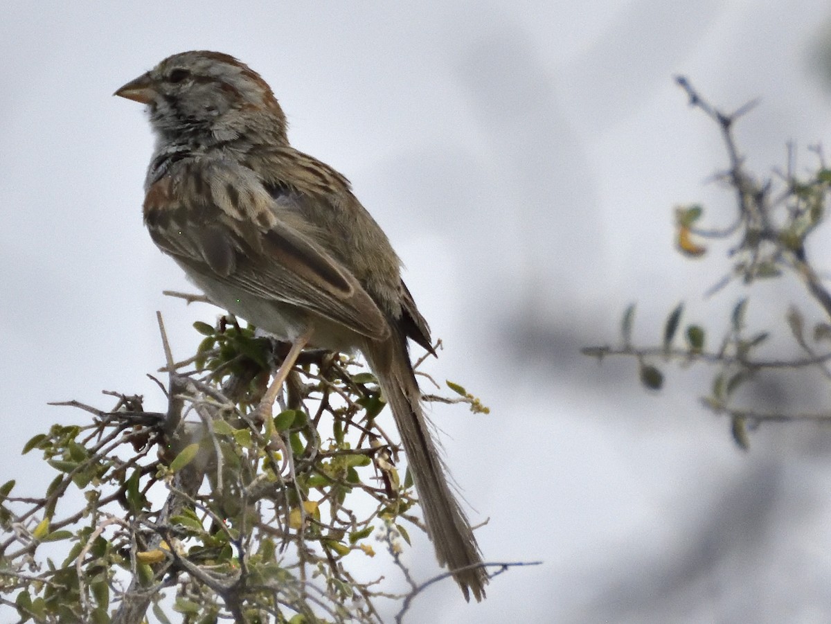 Rufous-winged Sparrow - ML620282947