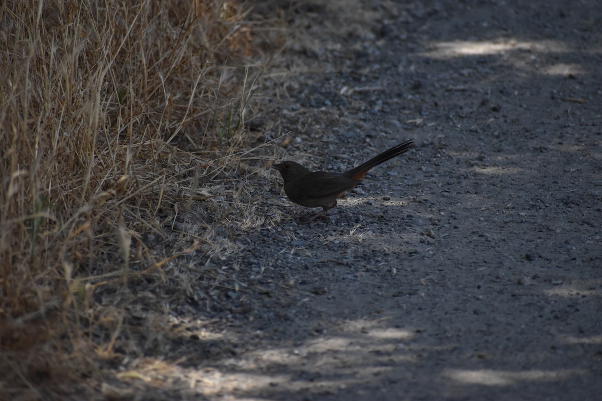 California Towhee - ML620282958