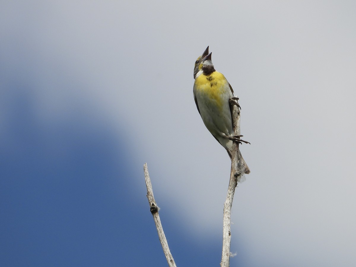 Dickcissel - ML620282959