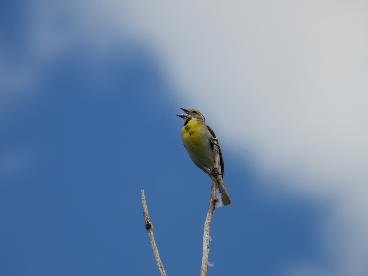 Dickcissel - ML620282960