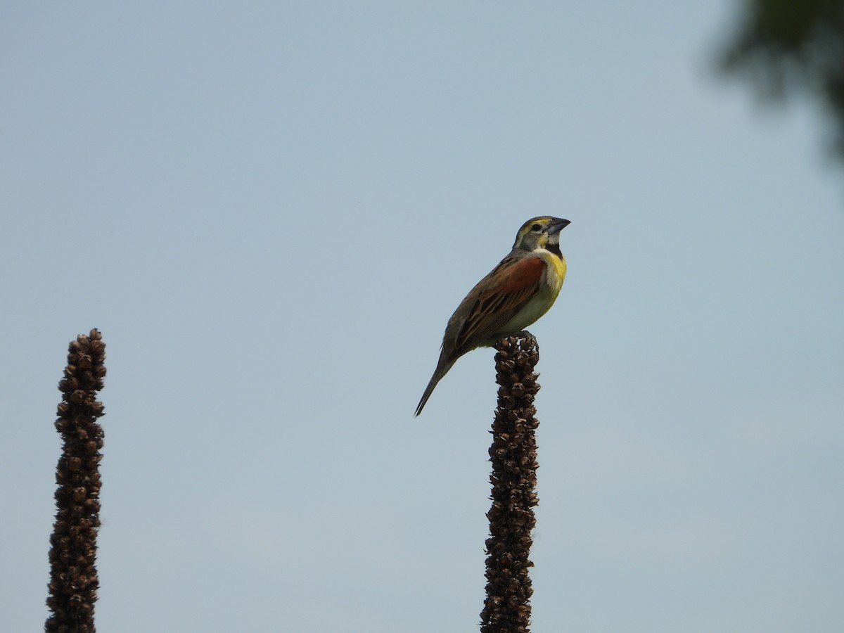 Dickcissel - ML620282961