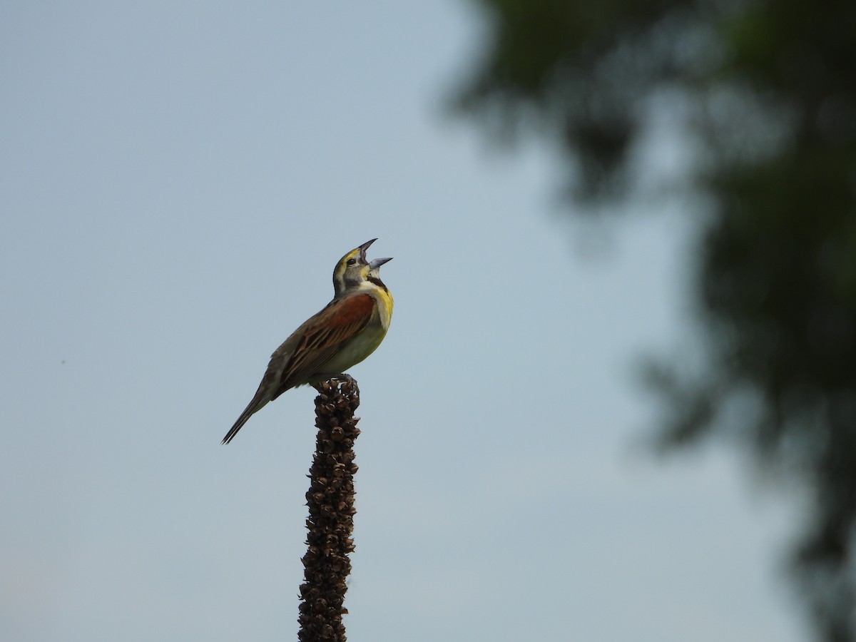 Dickcissel - ML620282962