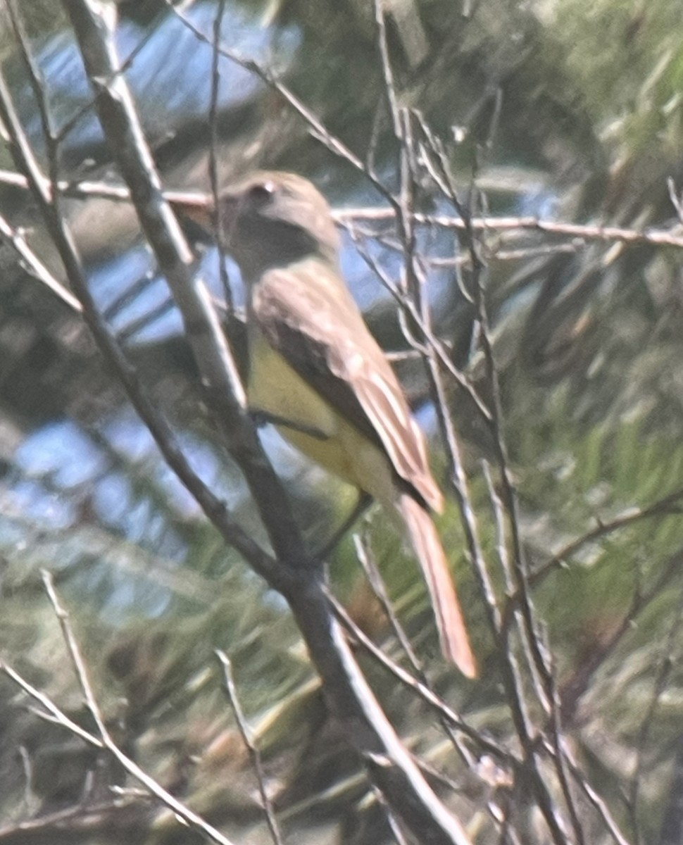 Great Crested Flycatcher - ML620282967