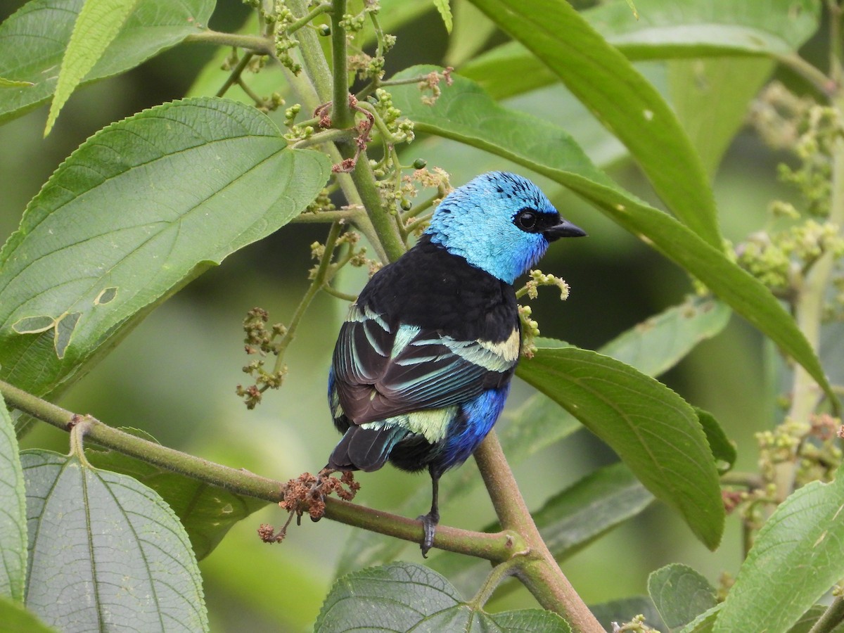 Blue-necked Tanager - ML620282969