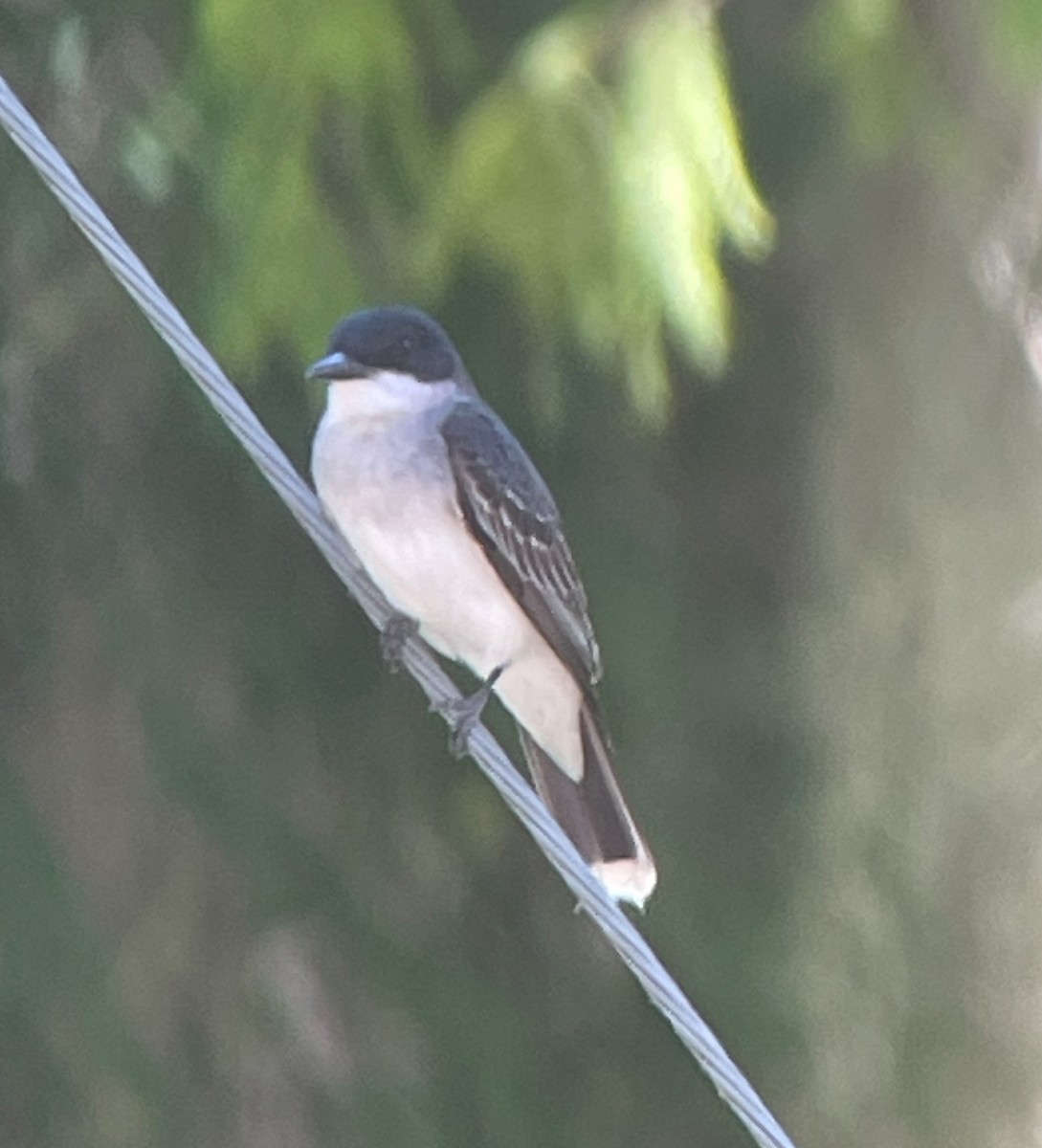 Eastern Kingbird - ML620282971