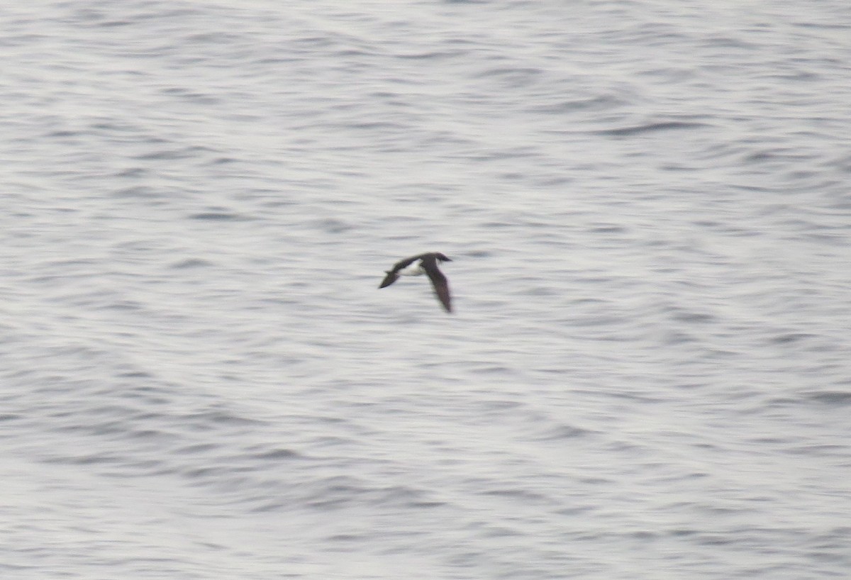 Thick-billed Murre - ML620282972