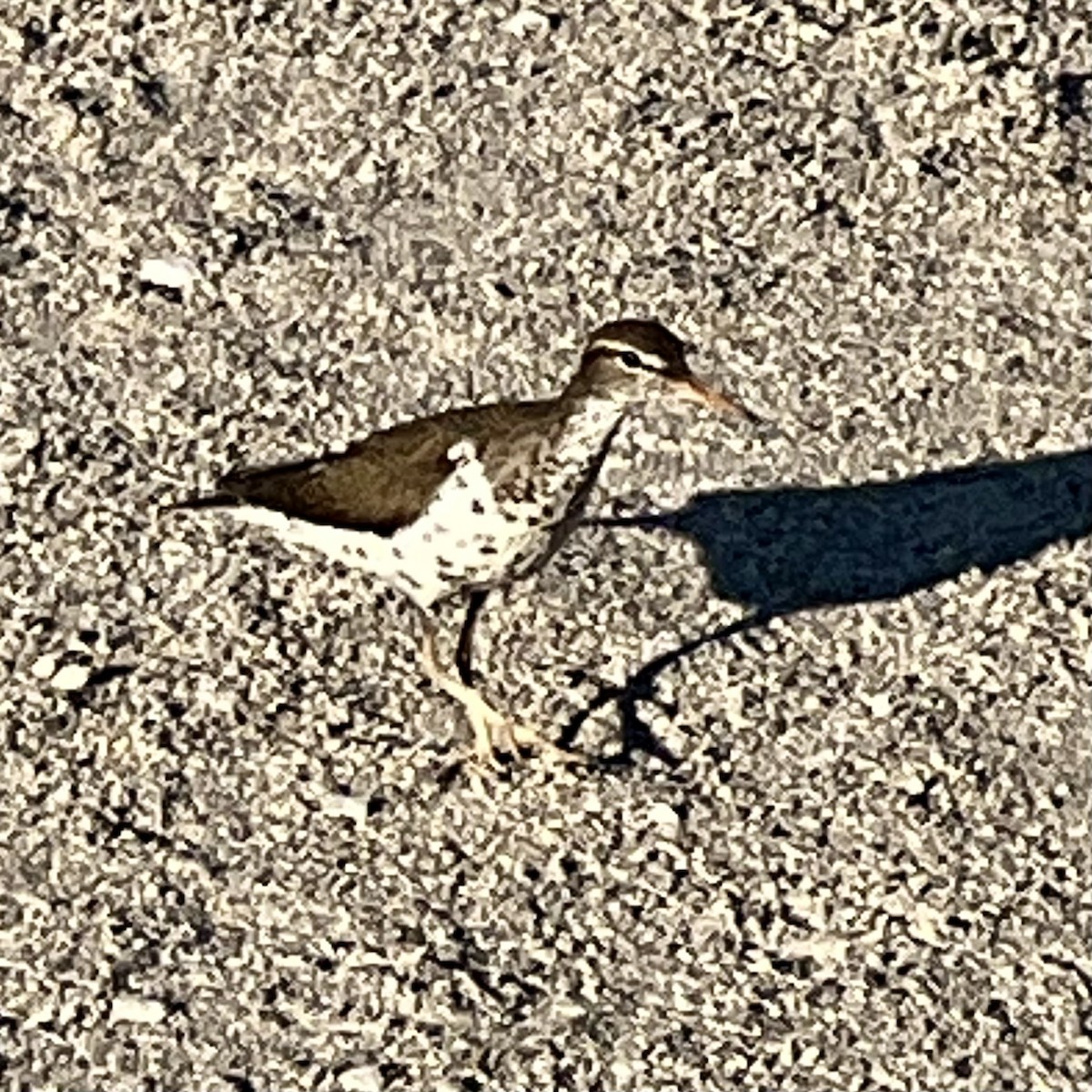 Spotted Sandpiper - ML620282973