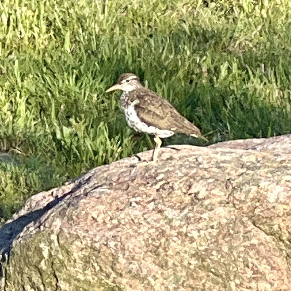 Spotted Sandpiper - ML620282974