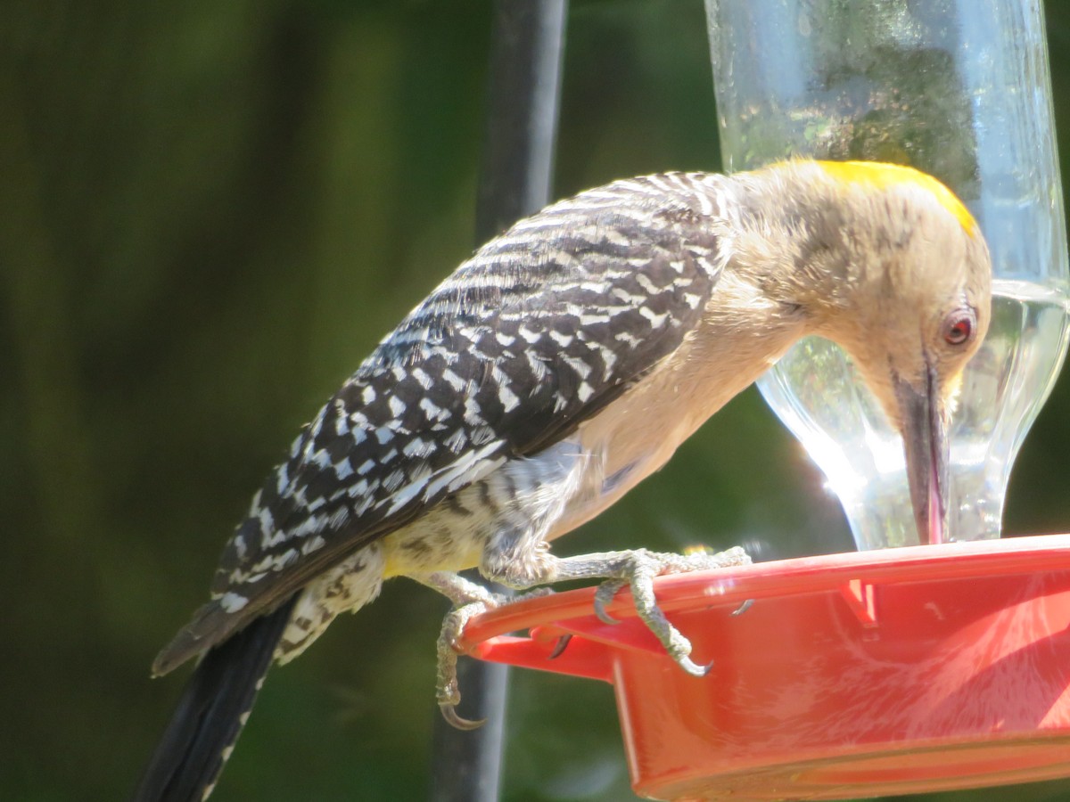 Golden-fronted Woodpecker - ML620282977