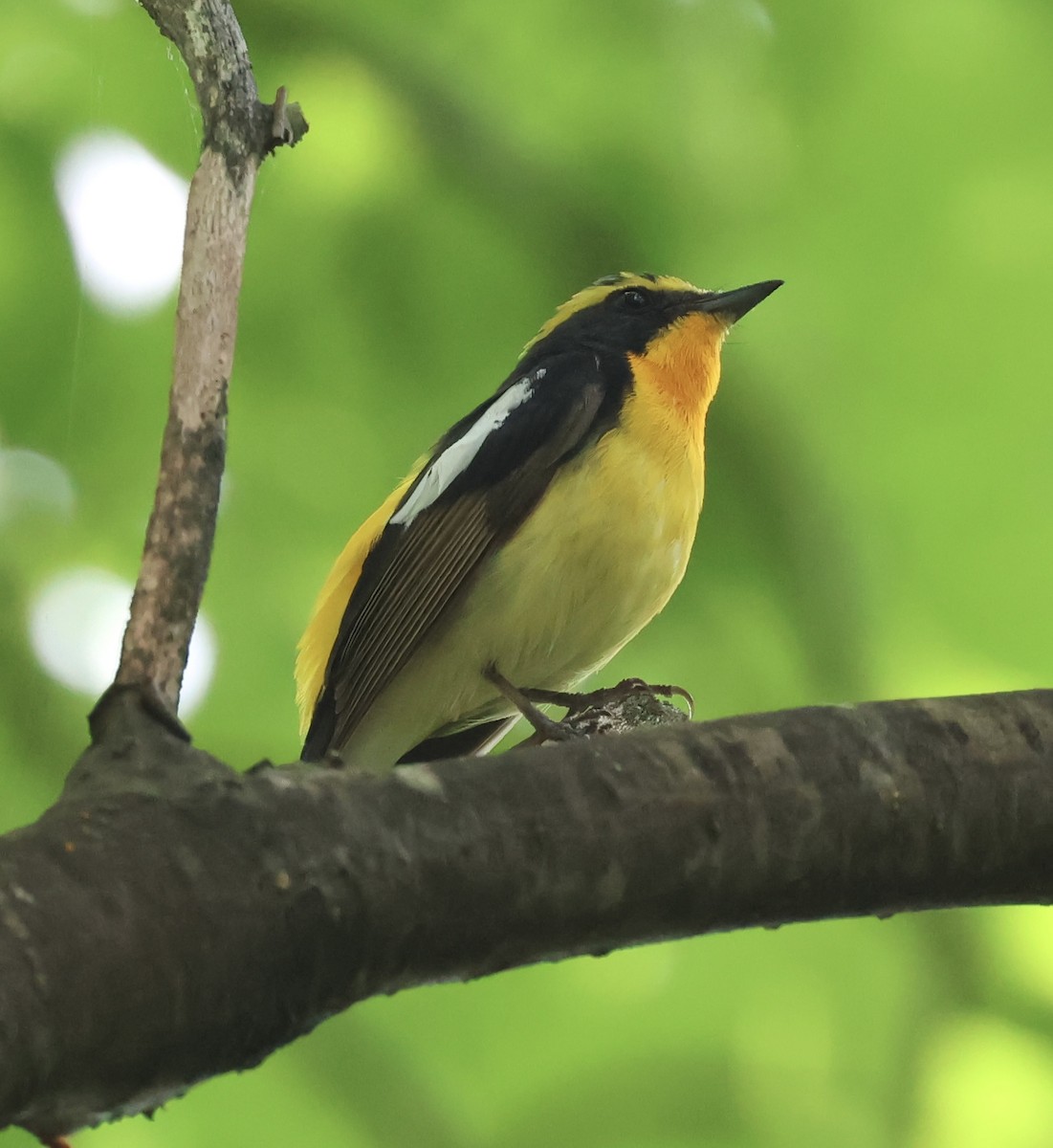 Narcissus Flycatcher - ML620282987