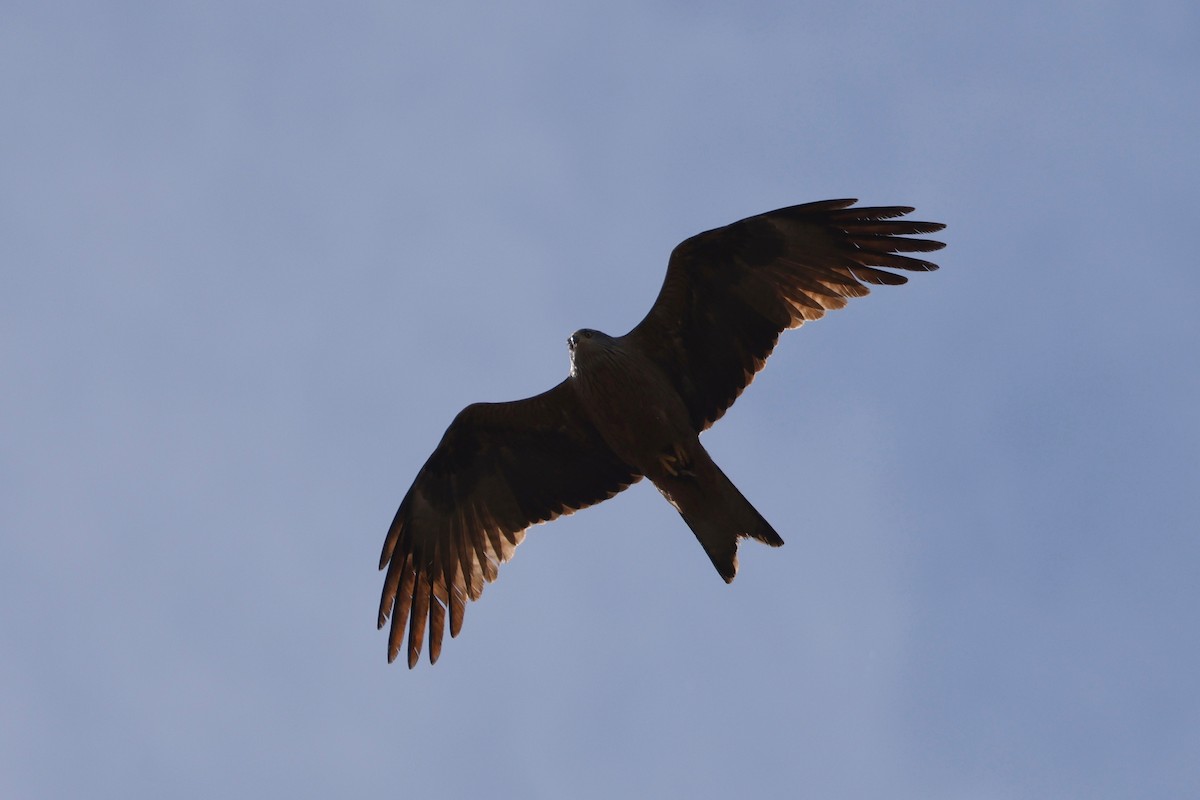 Black Kite - ML620282994