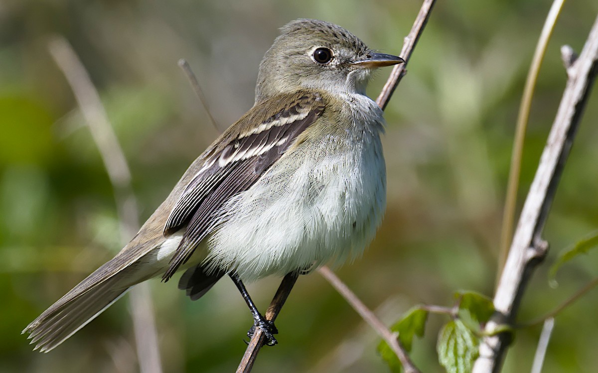 Alder Flycatcher - ML620282995