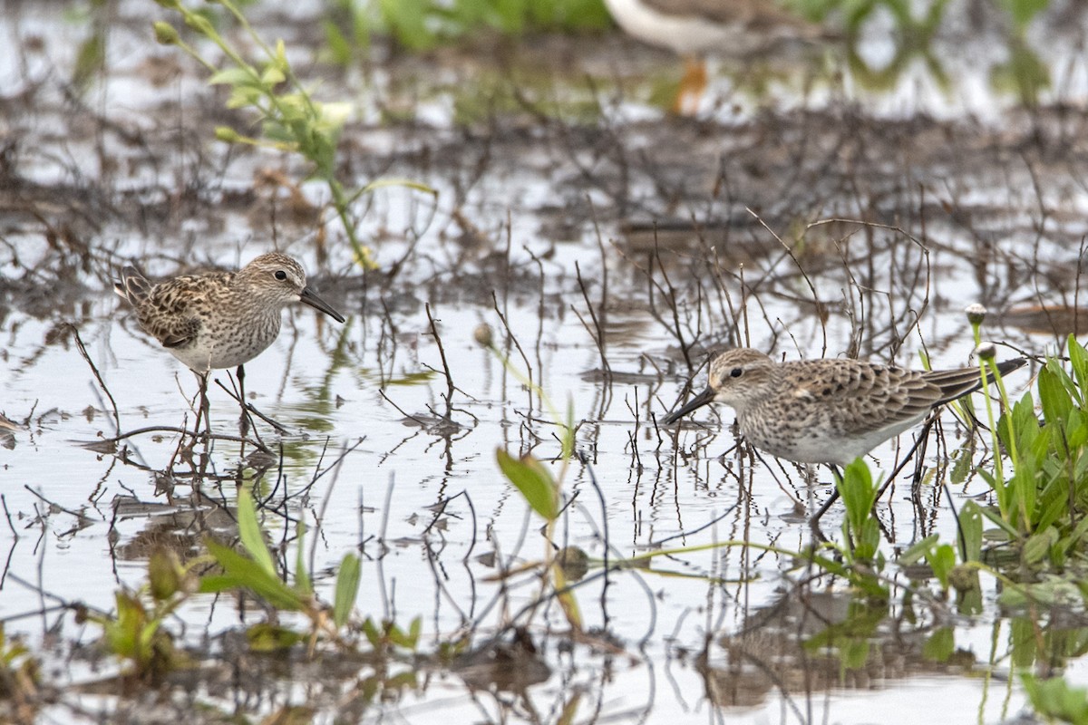 White-rumped Sandpiper - ML620282996