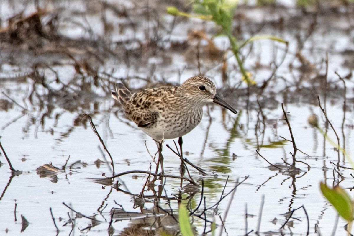 White-rumped Sandpiper - ML620282997