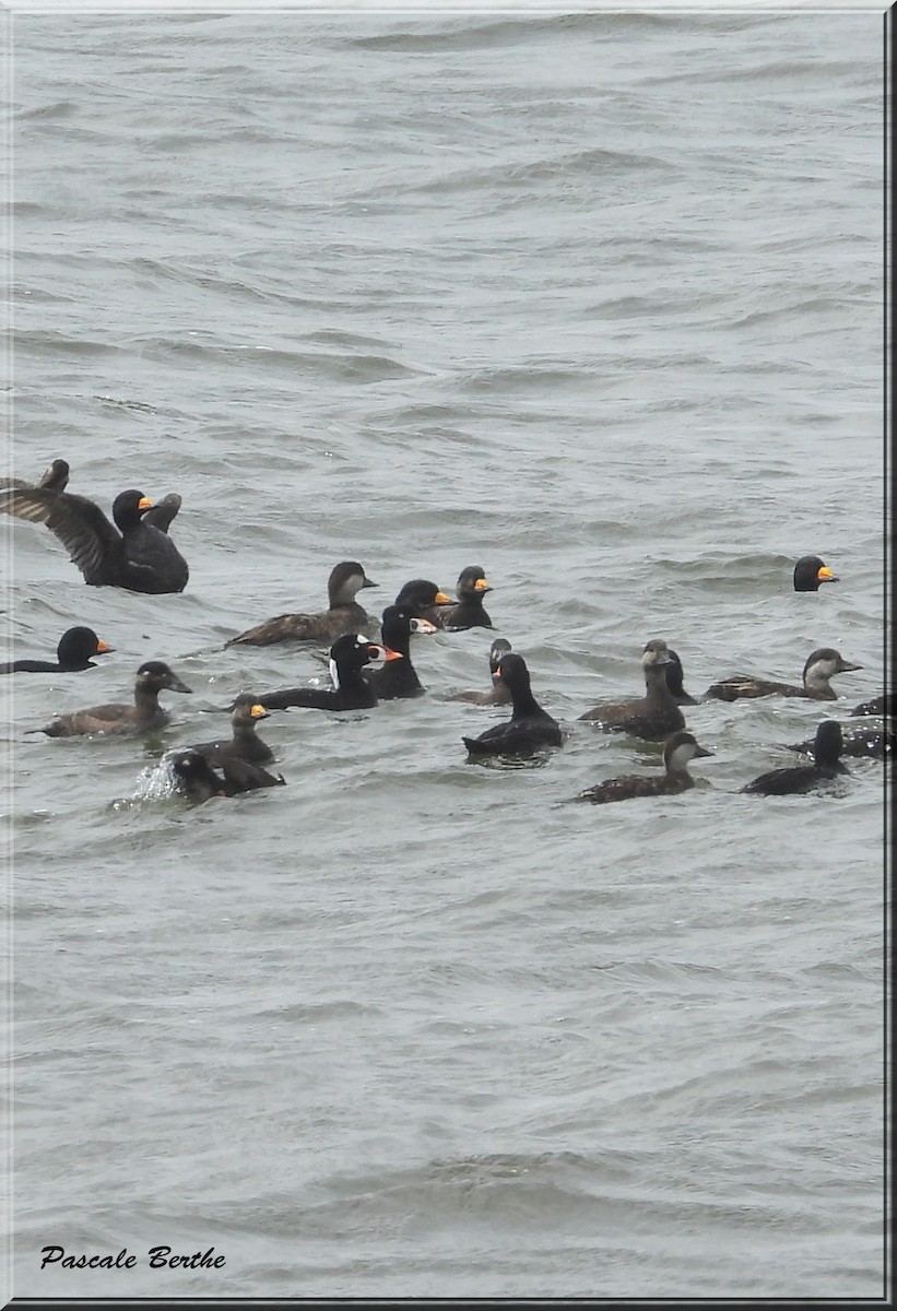 Surf Scoter - ML620282999