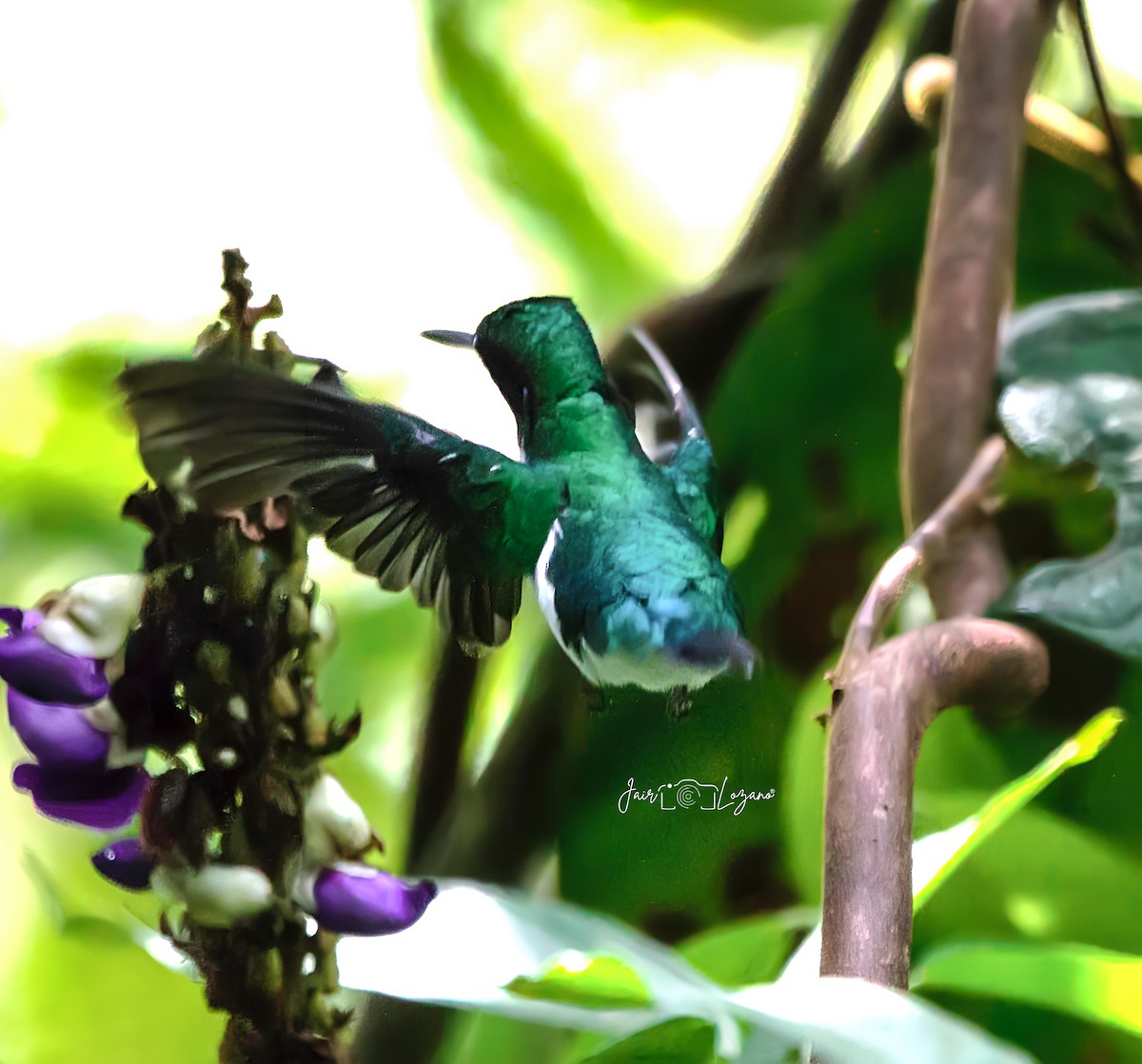 Colibrí Hada Occidental - ML620283002