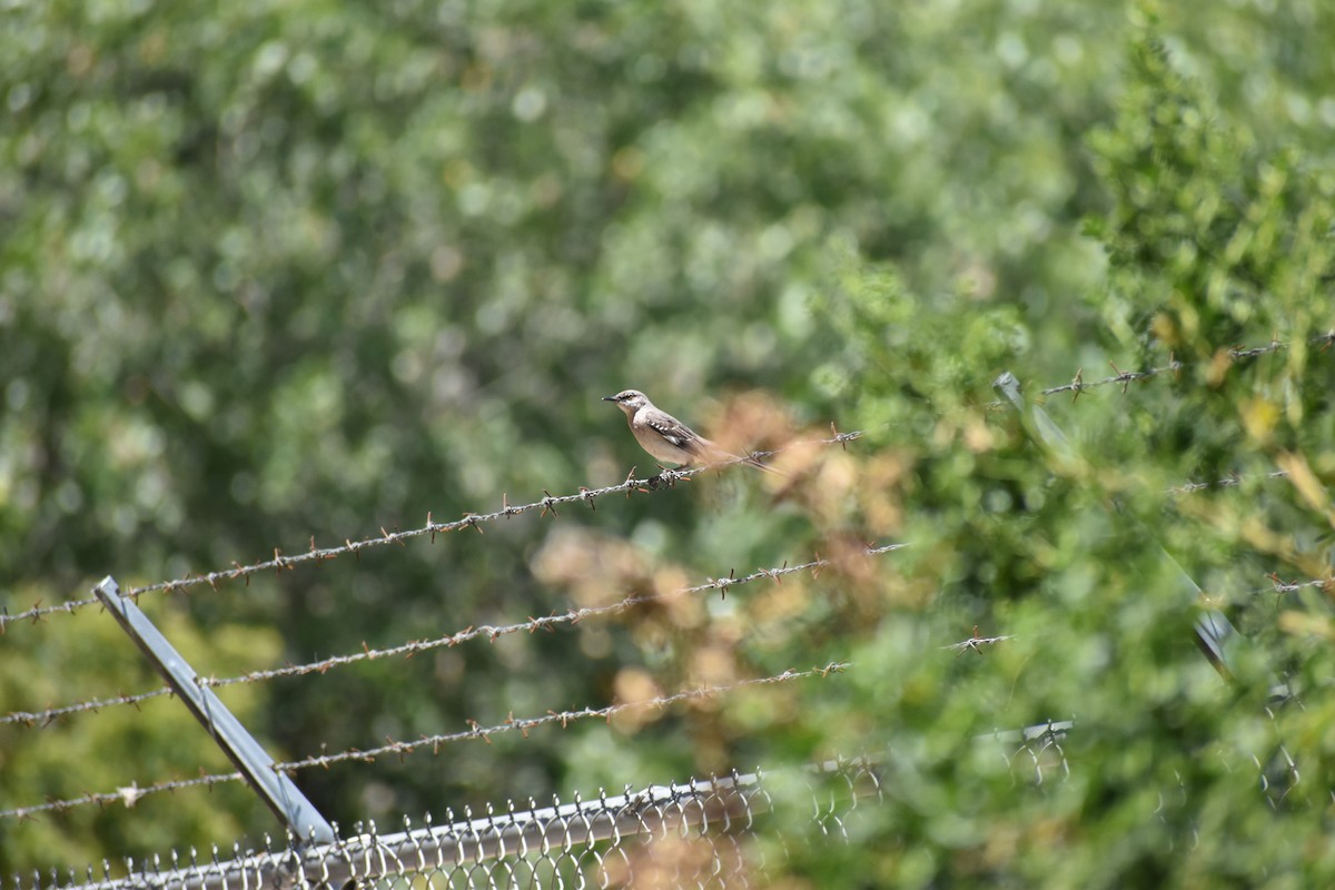 Northern Mockingbird - ML620283003