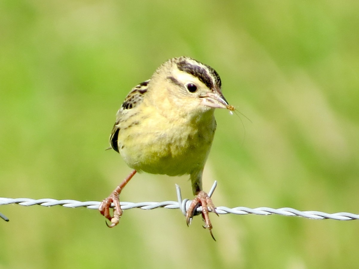 bobolink americký - ML620283005