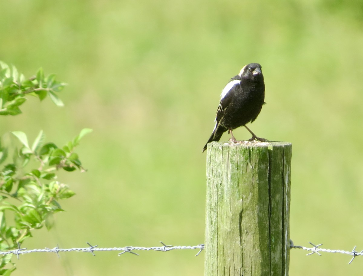 bobolink americký - ML620283006