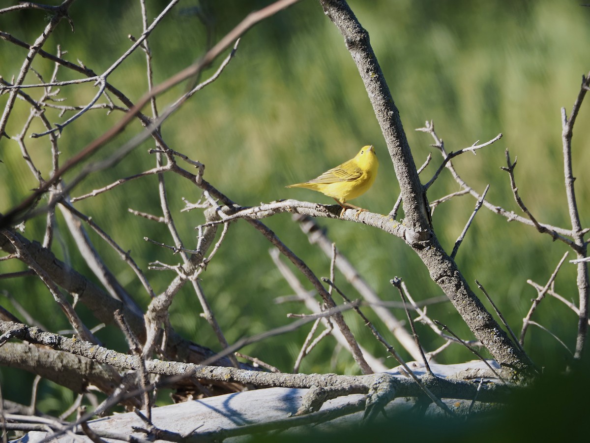 Paruline jaune - ML620283012