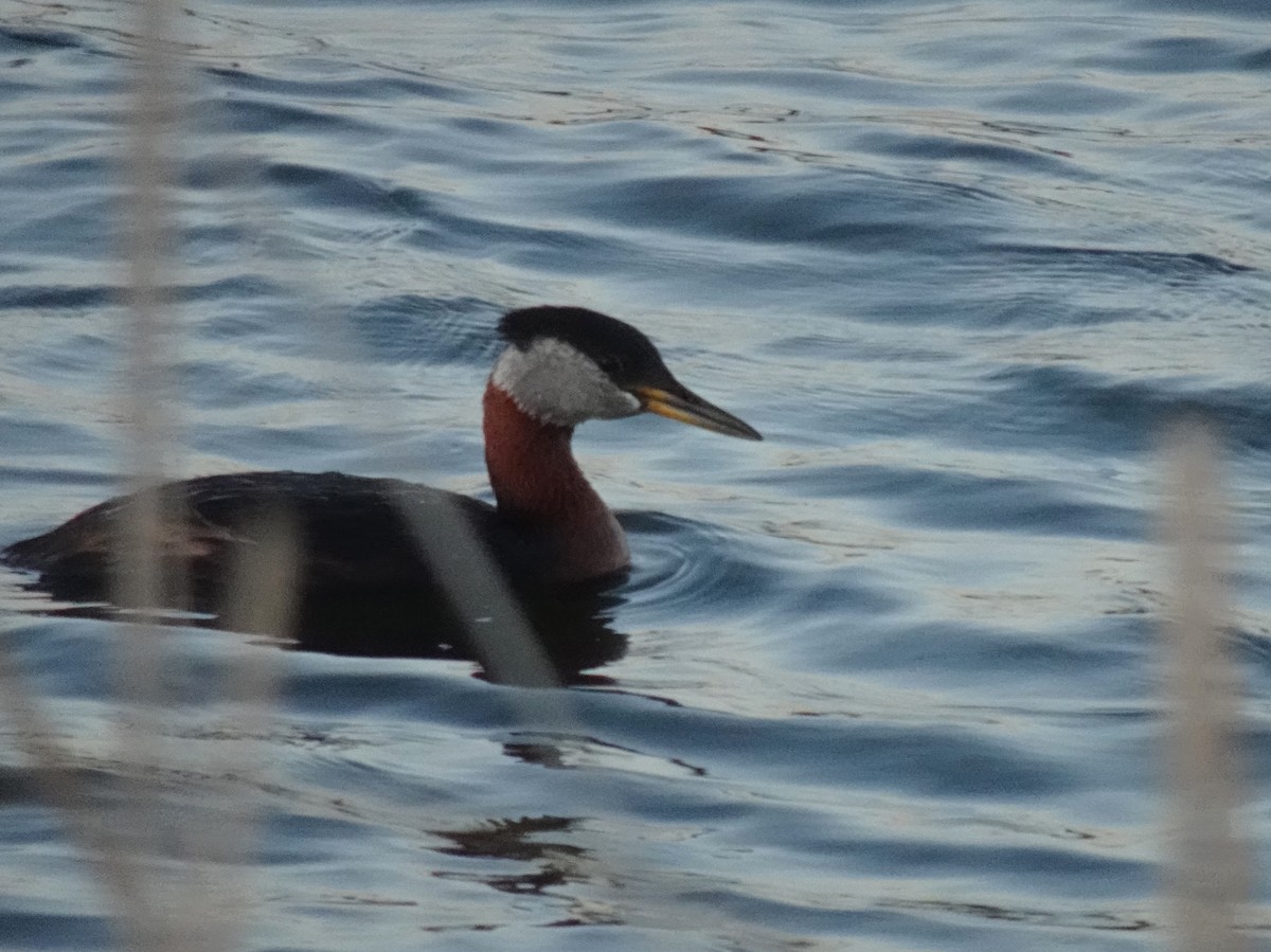 Red-necked Grebe - ML620283029