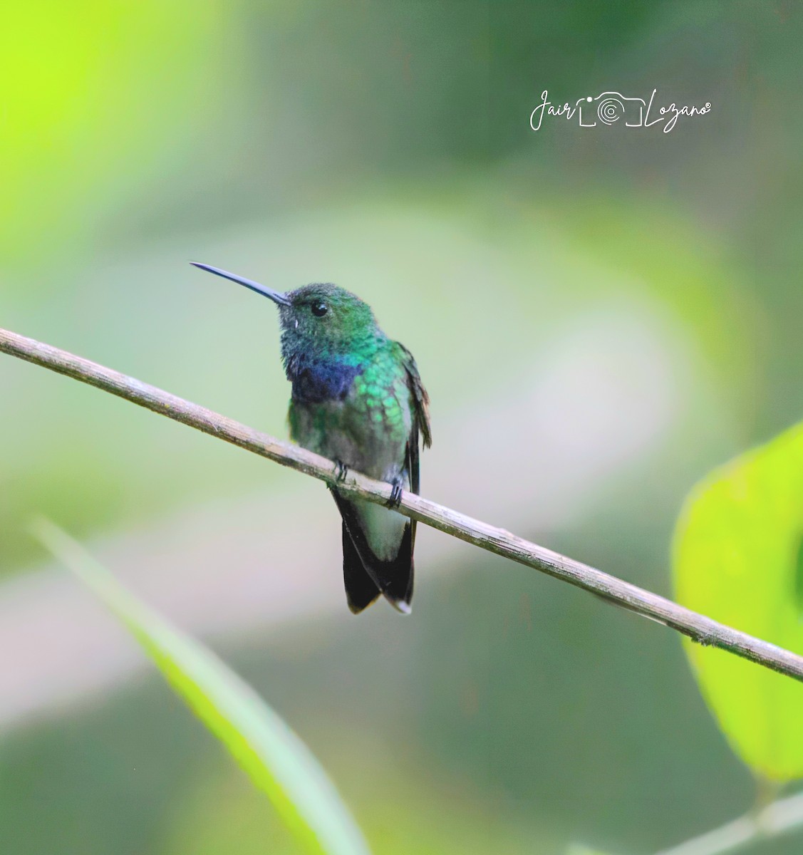 kolibřík západokolumbijský - ML620283030