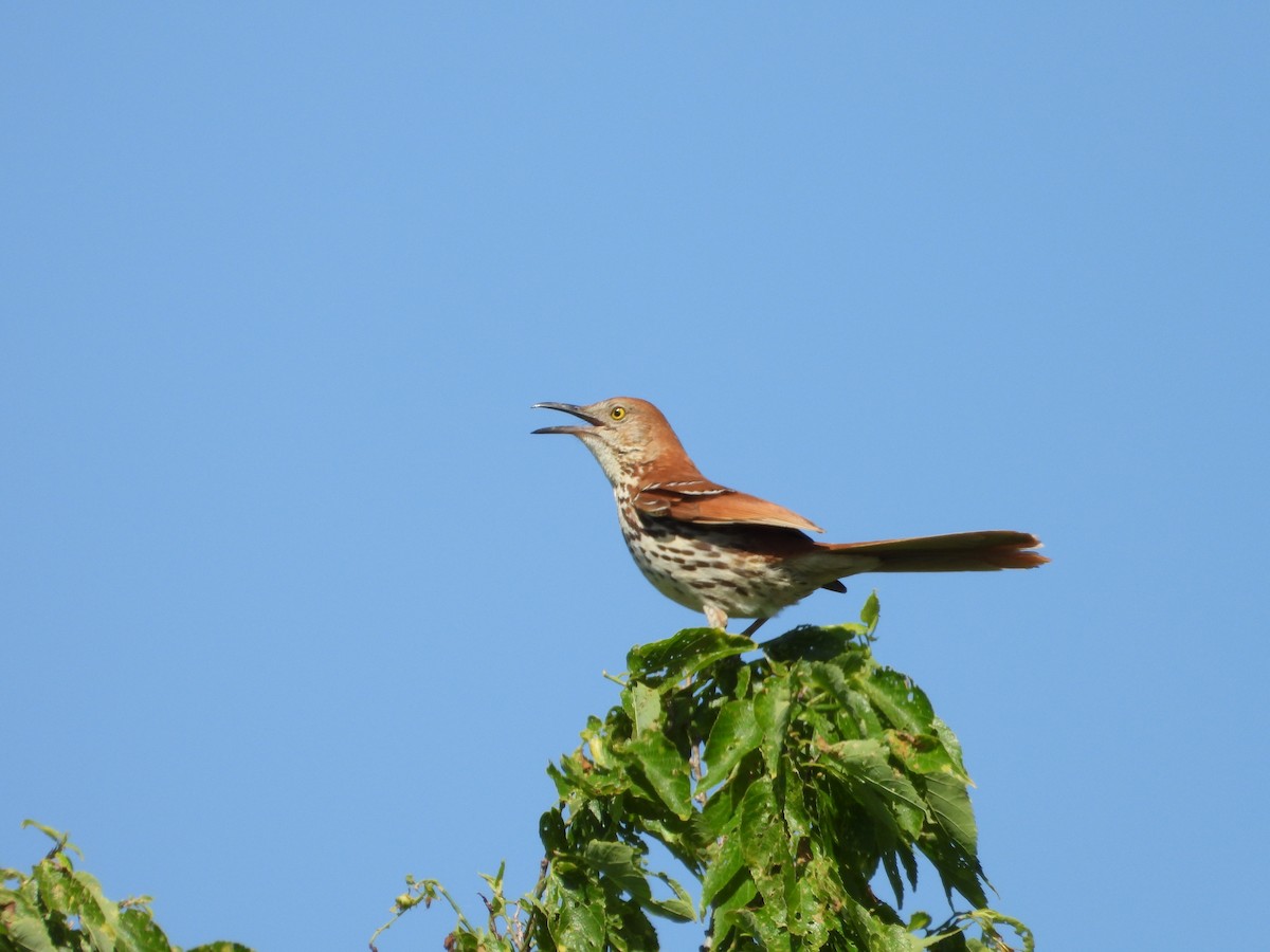 Brown Thrasher - ML620283037