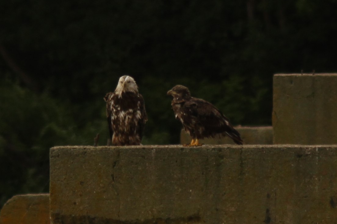 Bald Eagle - ML620283049