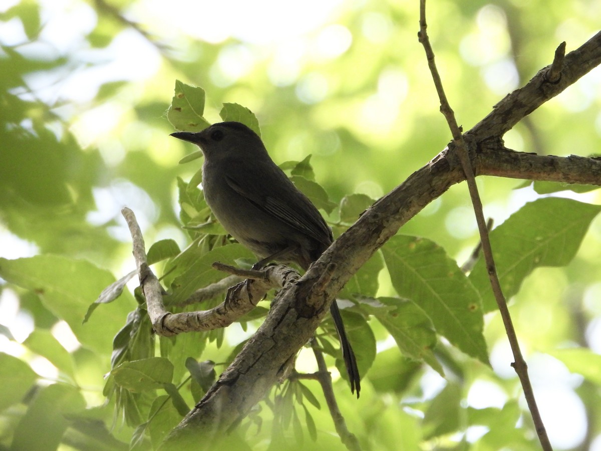 Gray Catbird - ML620283050