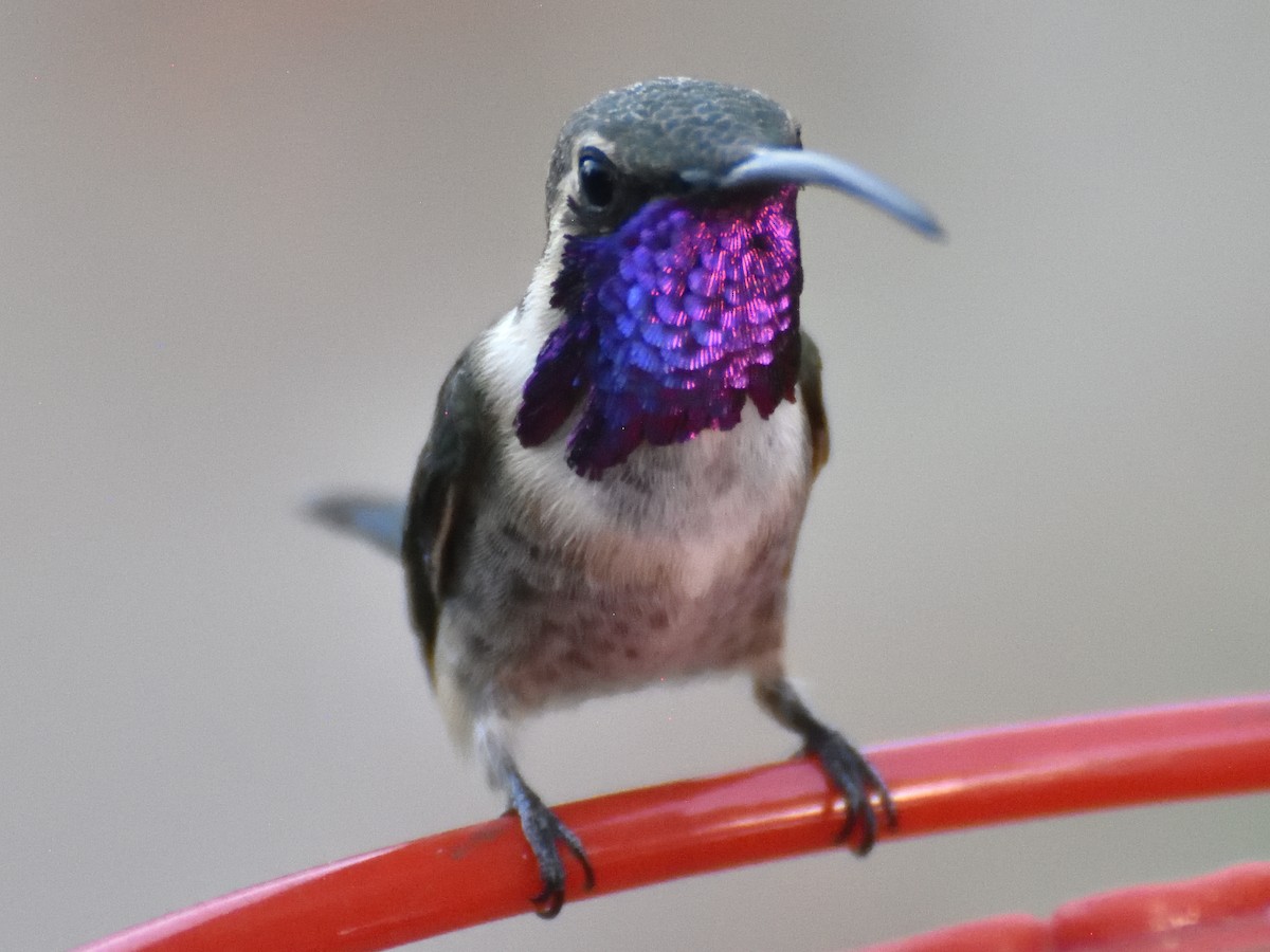 Lucifer Hummingbird - ML620283051