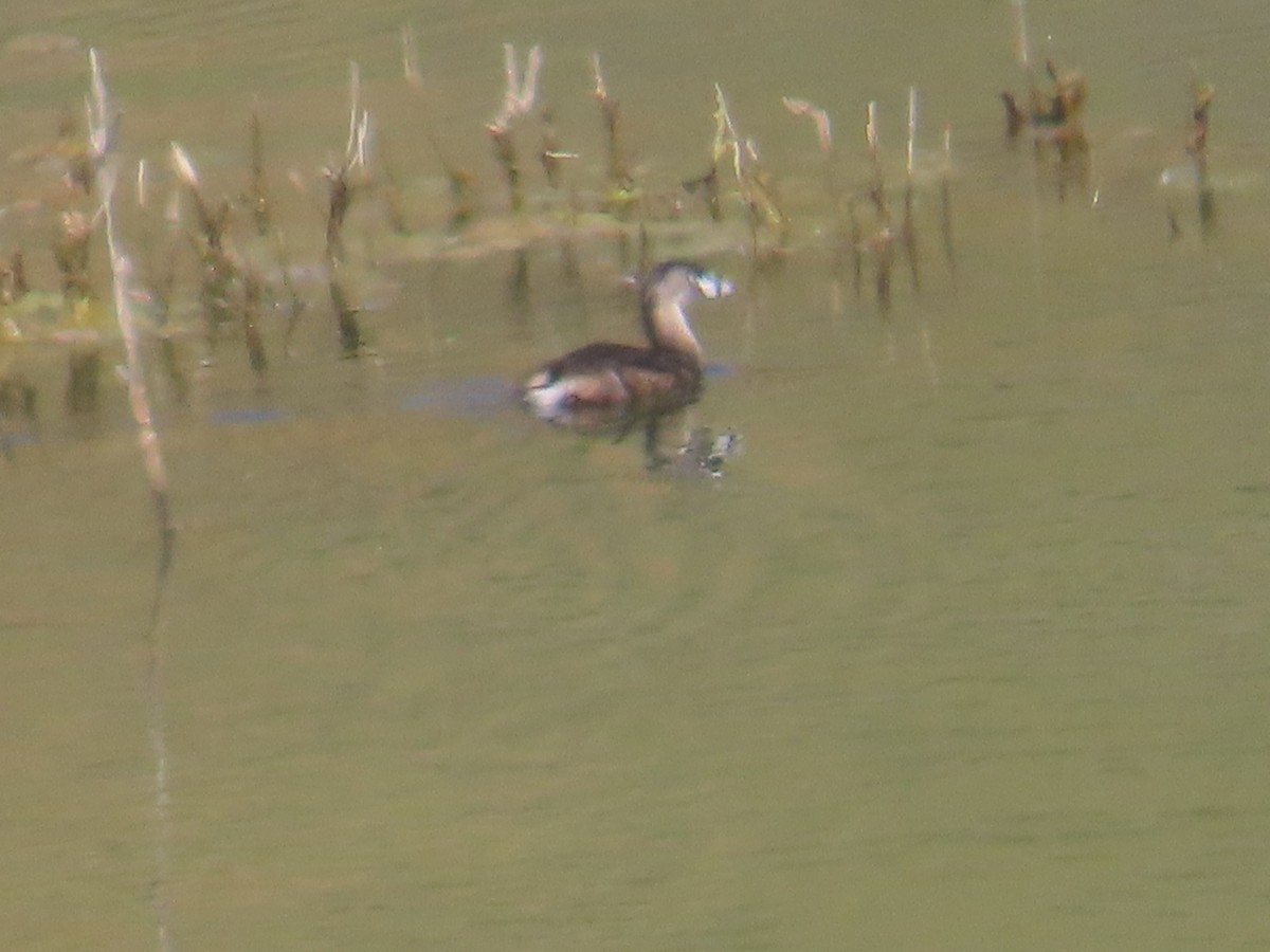 Pied-billed Grebe - ML620283057