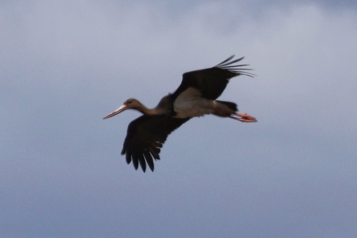 Black Stork - ML620283058