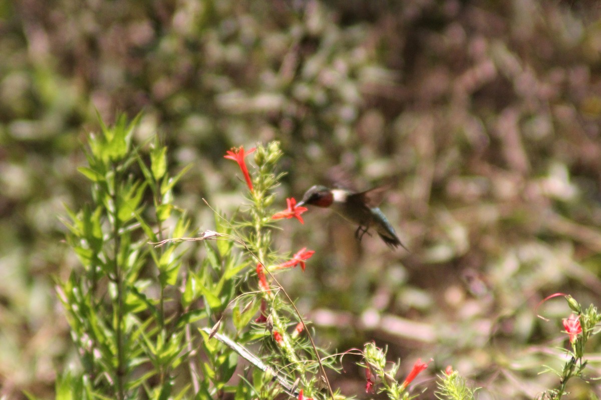 Ruby-throated Hummingbird - ML620283070