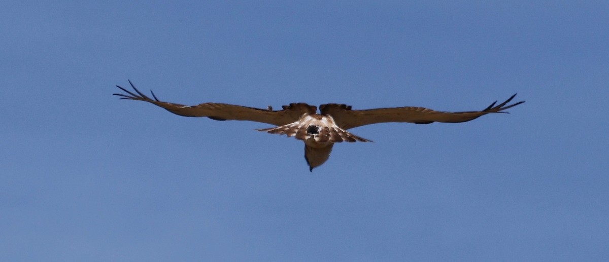 Booted Eagle - ML620283075