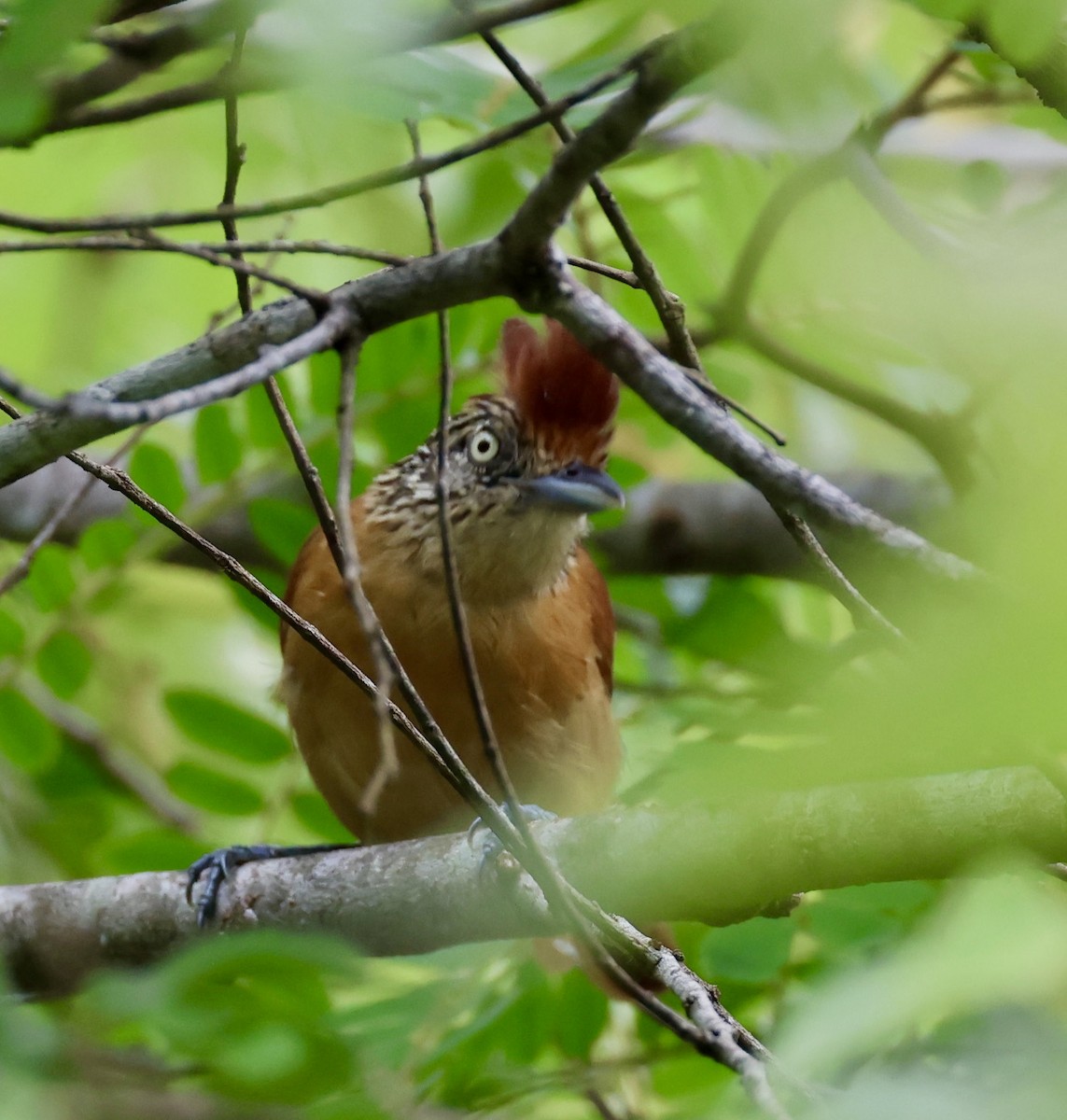 Barred Antshrike - ML620283078