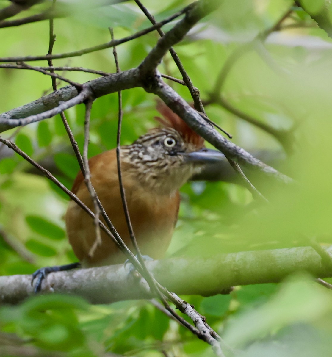 Barred Antshrike - ML620283079