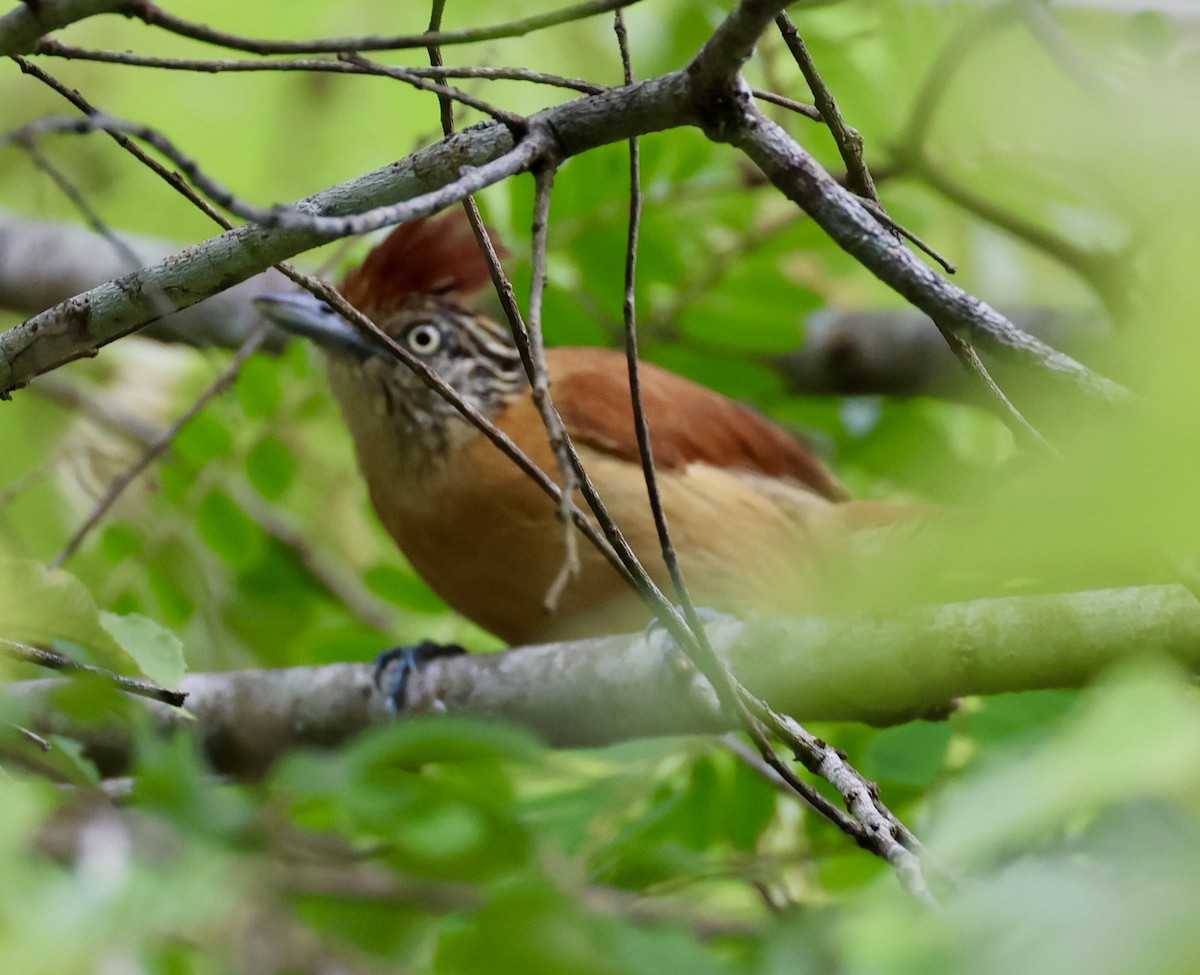 Barred Antshrike - ML620283080