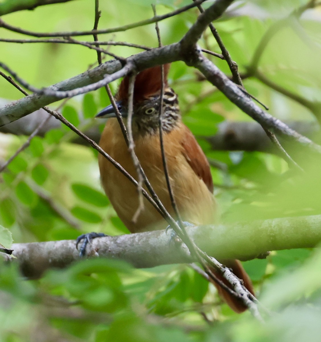 Barred Antshrike - ML620283081