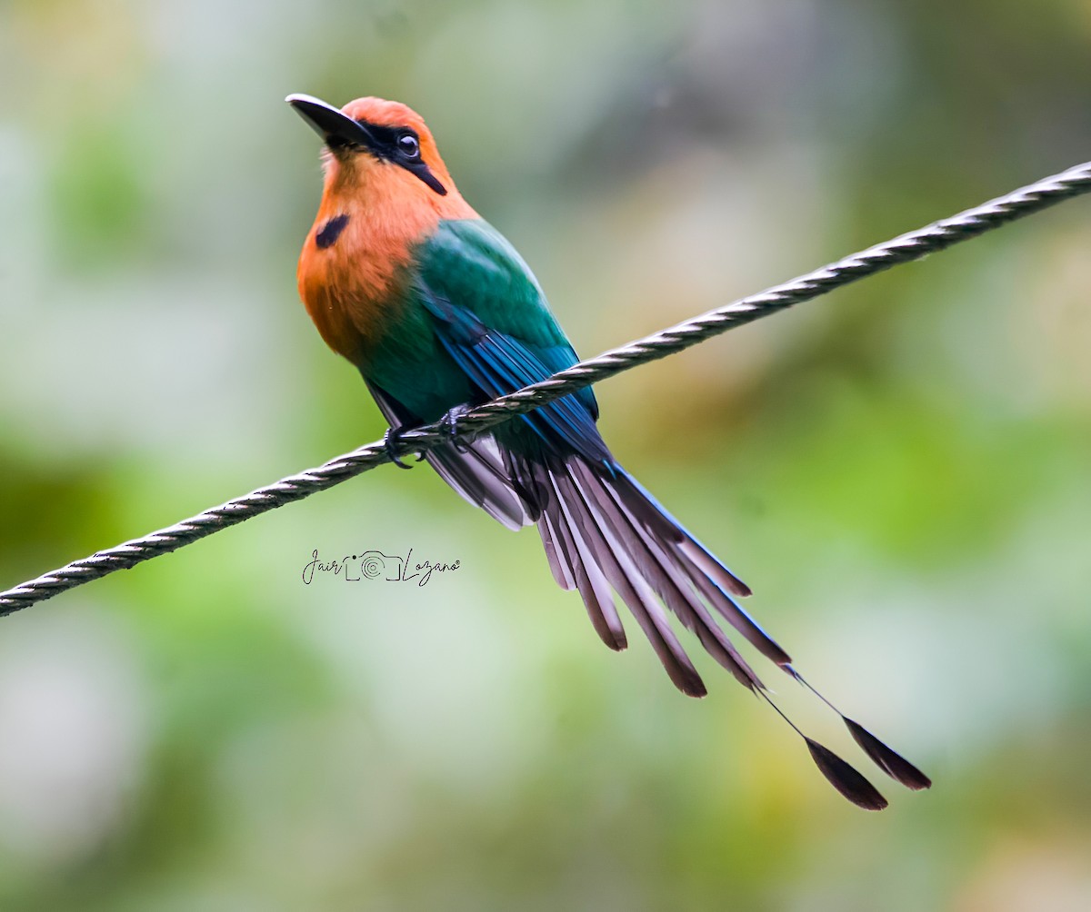 Motmot à bec large - ML620283094