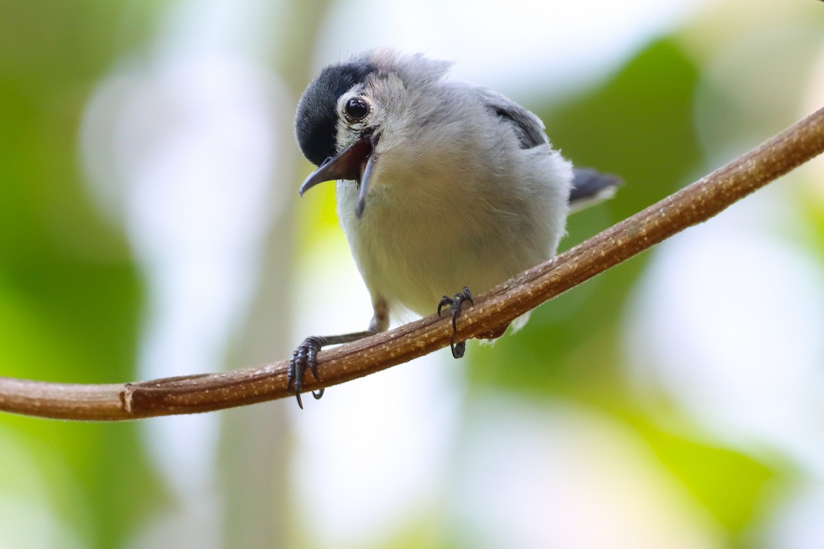 White-browed Gnatcatcher - ML620283102