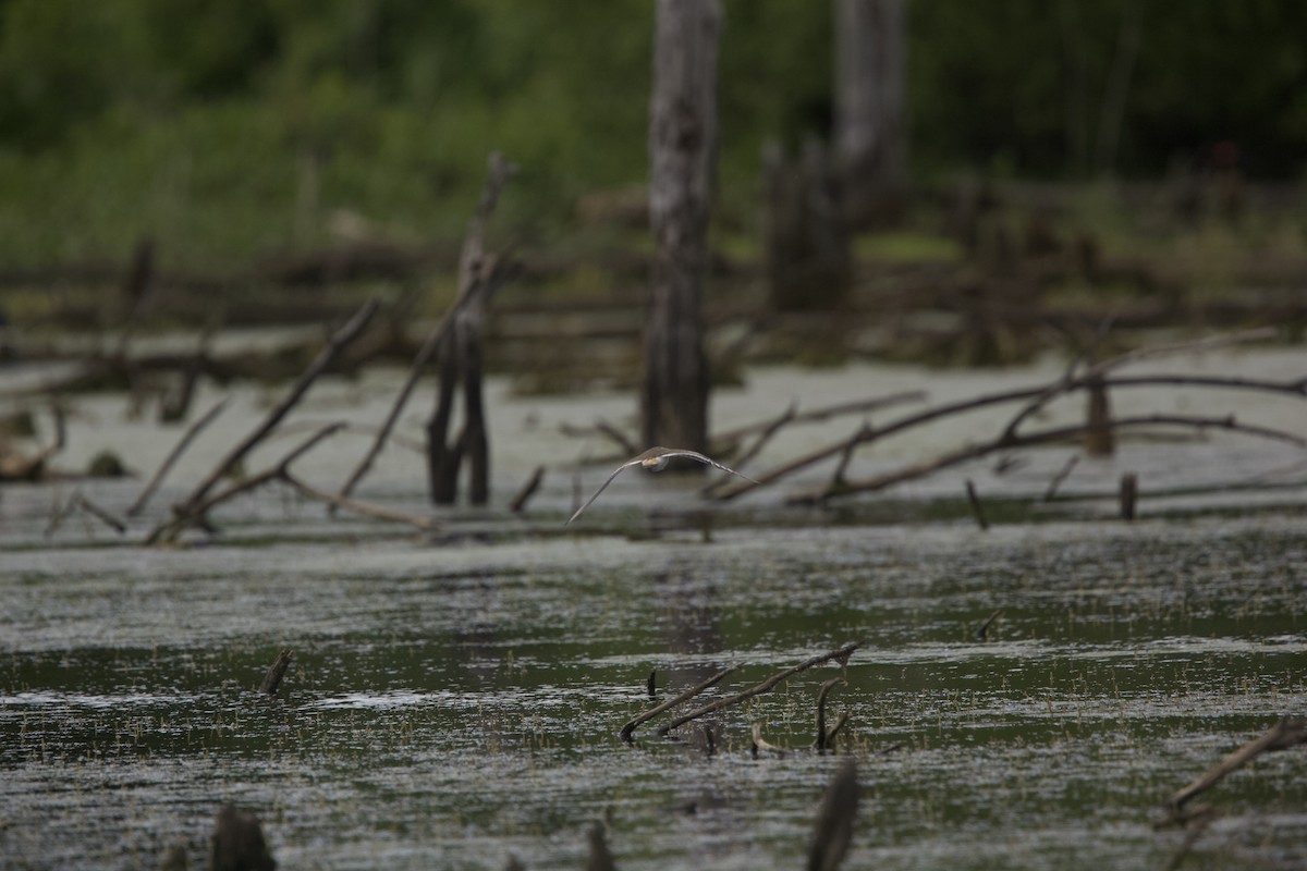 Killdeer - ML620283104