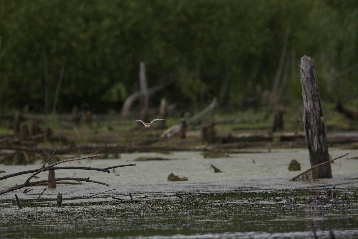 Killdeer - ML620283105