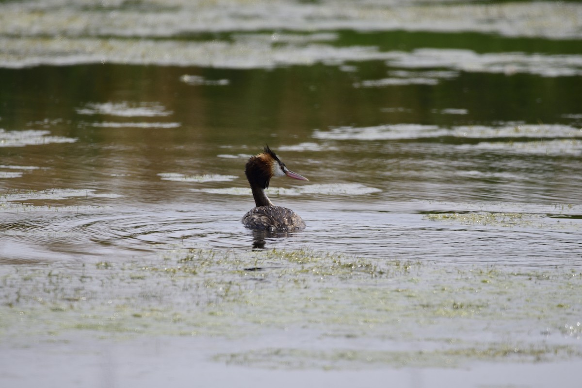 Great Crested Grebe - ML620283113
