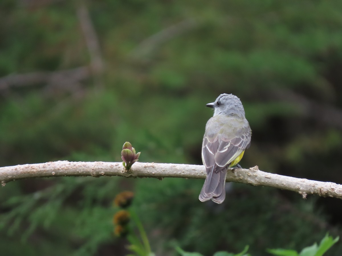 Tropical Kingbird - ML620283117