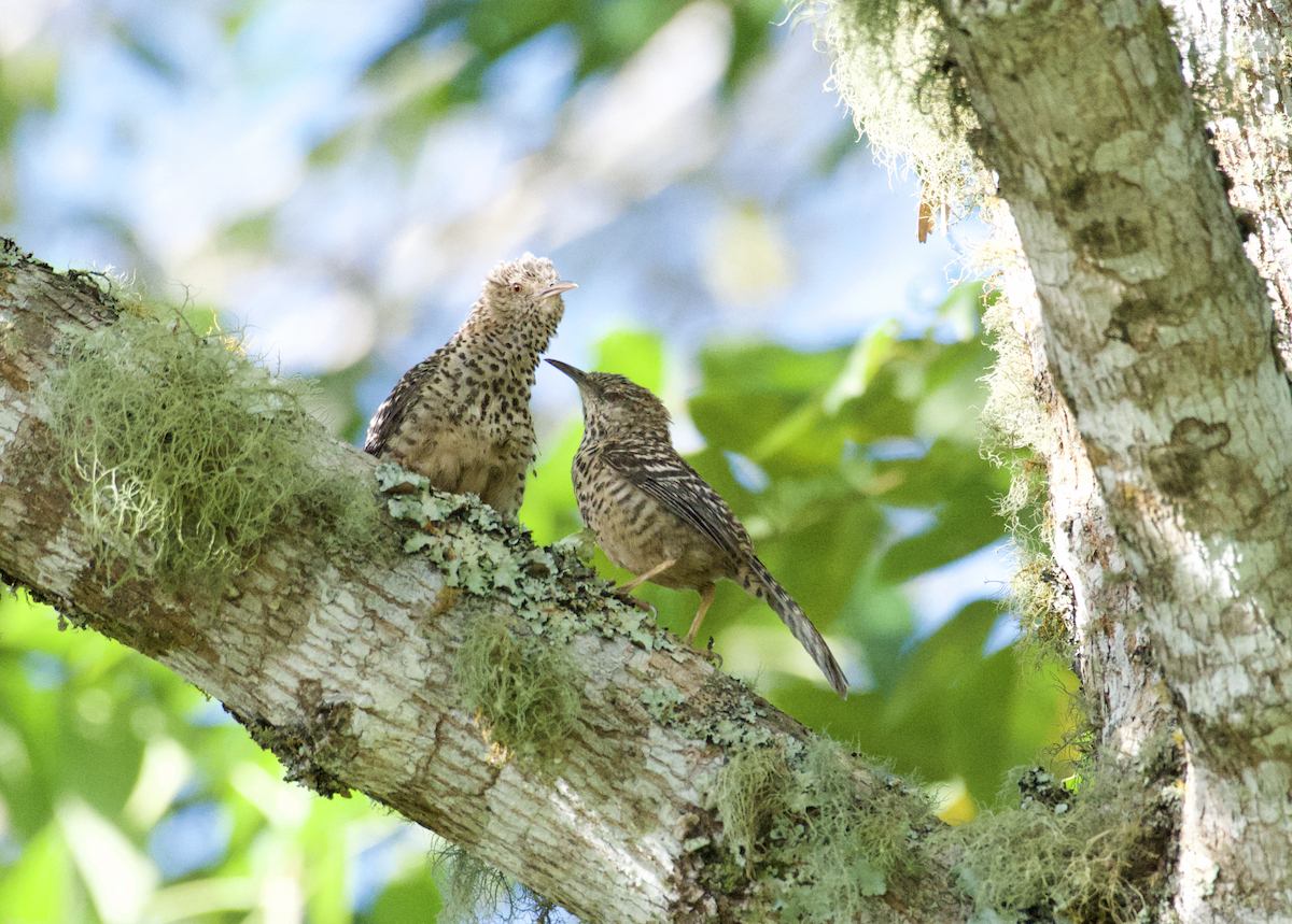 Band-backed Wren - ML620283119