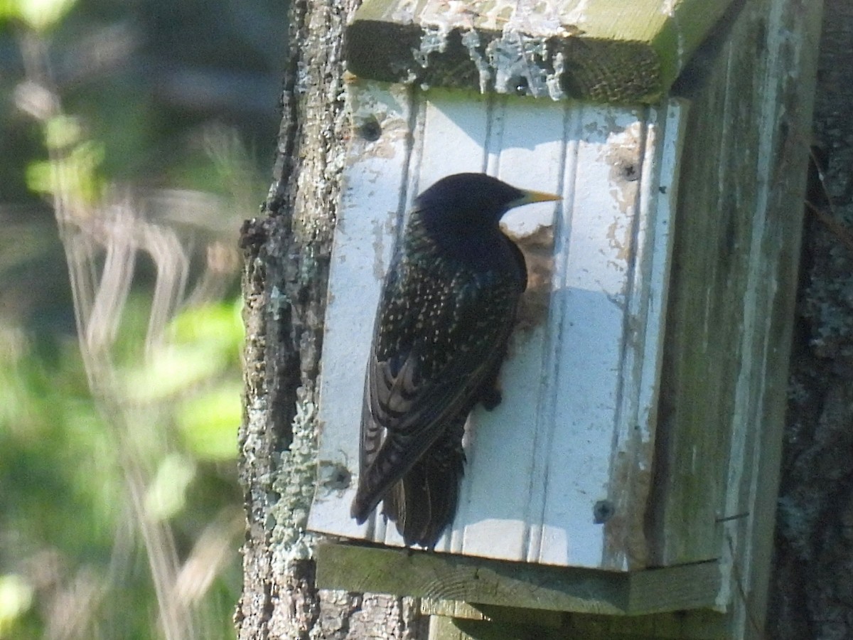 European Starling - ML620283120