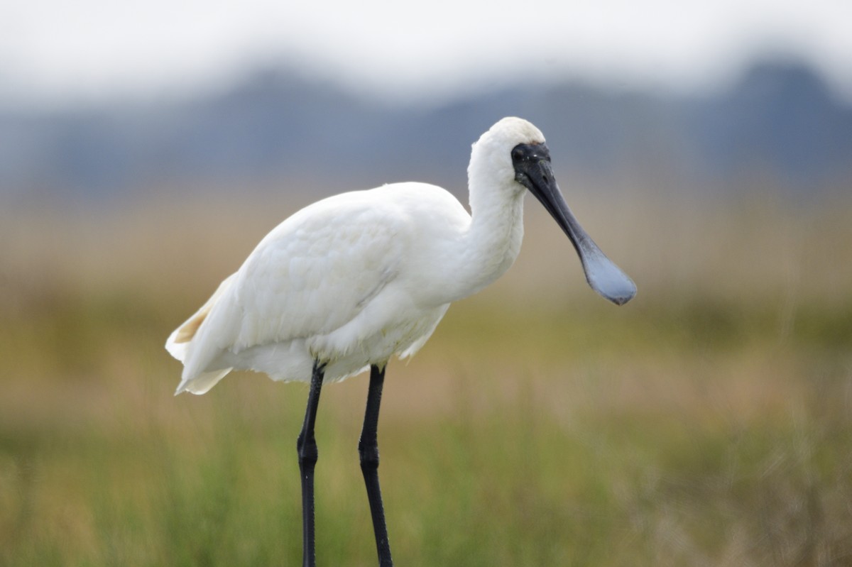 Royal Spoonbill - ML620283127